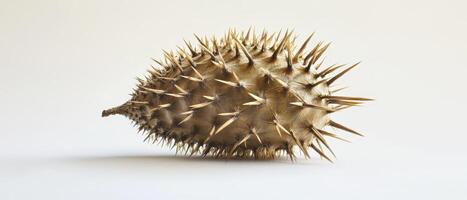 Spiky durian fruit on light background photo