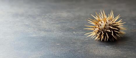Spiky sea urchin on a textured surface in a studio photo