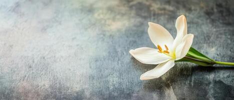 White flower resting on gray surface in soft light photo