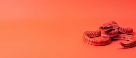 Elegant snake resting on vibrant orange background photo