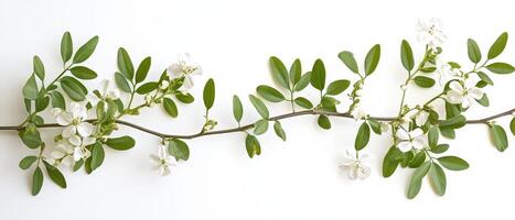 White flower branch on plain background photo