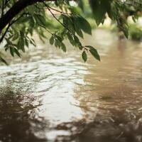 Calm waters under green leaves after rainfall photo