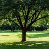 Green tree with broad canopy in a sunny park photo