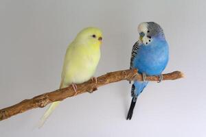 Two budgerigars sits on a branch photo