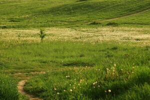 Dandelion field. Spring background with light transparent flowers dandelions photo