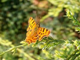 Shaggy butterfly Polygonia c-album on a juniper branch photo