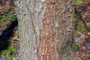 Detail of bark of Catalpa tree - Latin name - Catalpa bignonioides photo