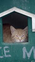 Cat resting in cozy shelter on a sunny day video
