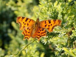 Natural closeup on a colorful Orange Comma butterfly, Polygonia c-album with spread wings photo