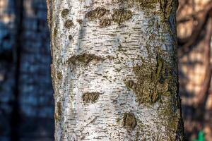 Birch bark texture. Texture of birch bark. Birch bark background. Birch tree trunk, Betula pendula photo