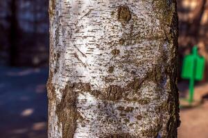 Birch bark texture. The texture of the birch bark. Birch bark background. The birch tree trunk, Betula pendula photo