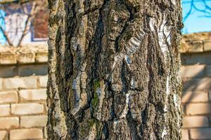 Birch bark texture. The texture of birch bark. Birch bark background. Birch tree trunk, Betula pendula photo