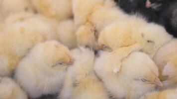 Charming chicks huddle together in warm setting video