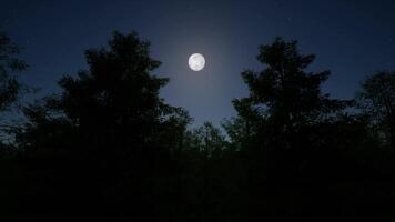 A full moon is seen in the sky over trees video