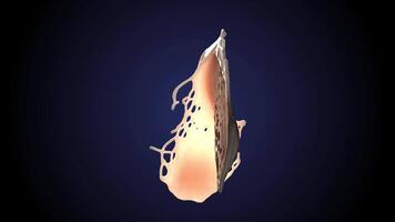 A shell with a hole in it on a dark background video