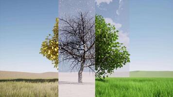Four different trees in different seasons video