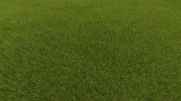 Grass texture - grass texture by 3d-art video