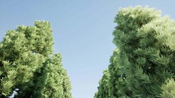 A row of tall trees with green leaves video