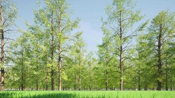 A field of tall trees with grass in the middle video