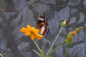 A butterfly is sitting on a flower photo