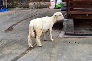 A white sheep standing on the ground photo