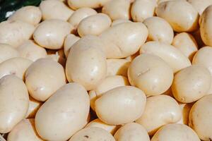 A close-up of clean, fresh potatoes displayed at a local outdoor market under daylight. Their smooth, polished skin and natural lighting highlight freshness and quality, ideal for use in culinary photo