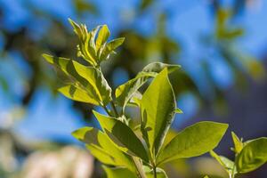 Fresh Foliage in Sunlight with Bokeh Backdrop photo