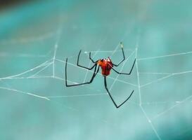 A striking spider with a vivid red body and long black legs sits prominently on its intricate web, set against a softly blurred turquoise background photo