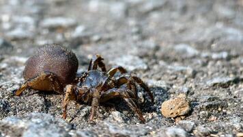 Close-up Macro View of a Dark Brown Hairy Ground Spider on a Textured Rock Surface photo