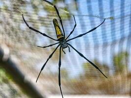 Macro shot of a golden orb weaver spider, showcasing its unique body patterns and intricate details. photo