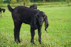 Black Goat Kid in Green Pasture photo