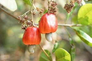 Cashew fruits in garden. Fresh and organic. Concept. Export agricultural production crops in Thailand and Asian countries. Summer fruit. Ready to be harvested. photo