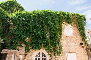 Stone building covered in lush green ivy with shuttered windows. Mediterranean architecture, natural facade, and summer street charm. photo
