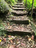 close-up view of a rustic forest trail with uneven wooden steps covered in fallen leaves and moss, surrounded by lush greenery, for themes of hiking, adventure, eco-tourism, and outdoor exploration photo