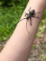 Black large longhorn beetle Monochamus with long antennae is crawling on a human arm, displaying intricate textures and details, set against a blurred green natural background photo