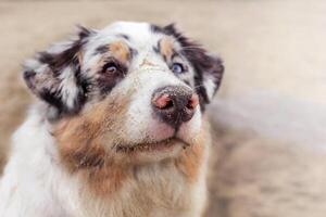 Aussie Australian Shepherd dog in blue marble color and different eye color. Dog stands on beach, nose in sand. Close up photo