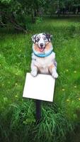 Aussie Australian Shepherd dog in blue marble color and different eye color stands in the park on a sign. Free space for text. Copy space vertical photo