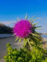Vibrant Purple Wildflower in Full Bloom. Straight On View with Delicate Petals with Blurred Background and Natural Lighting photo