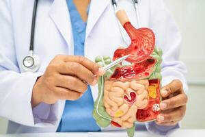 Digestive system with stomach and intestine, Asian doctor holding human anatomy model photo