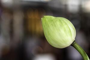 Close up of a white lotus flower with green tracery and soft blur background with copy space. Symbolizes purity, meditation, and spiritual peace in Asian culture. Religious, and Buddhist concepts. photo
