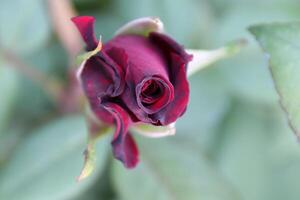 Rose bud red with blurred leaves in background photo