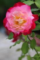 Rose gradient from pink to yellow photo