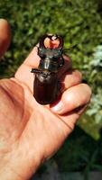 A stag beetle sits on a man's hand. photo