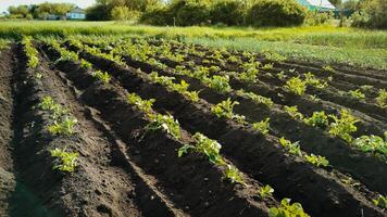 Potato beds in the garden close-up photo