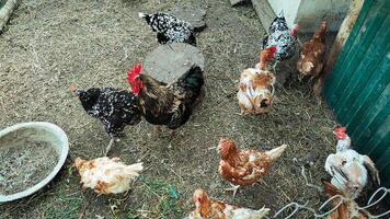 hens and a rooster on a walk. photo