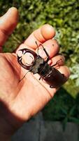 A stag beetle sits on a man's hand photo