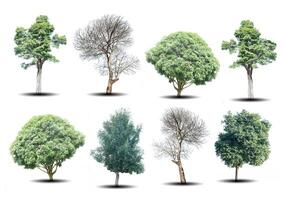 set of eight green trees and dead trees isolated on white background photo