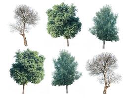 set of six green trees and dead trees isolated on white background photo