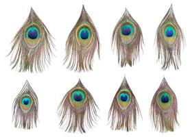 Set of dividual bright peacock feathers on the white background for your design, lying flat, top view photo