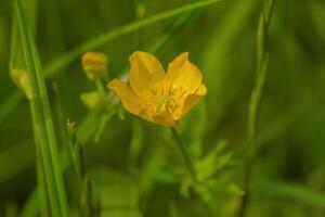 A yellow flower blooms in the middle of the grass. photo